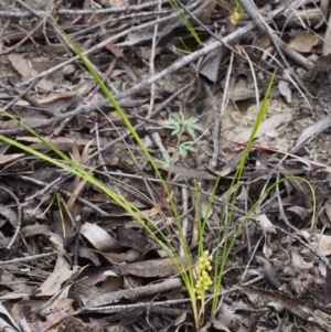 Lomandra filiformis subsp. coriacea at Paddys River, ACT - 18 Oct 2015 09:47 AM