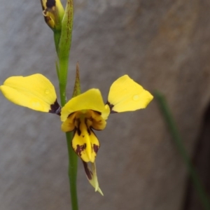 Diuris sulphurea at Paddys River, ACT - 18 Oct 2015