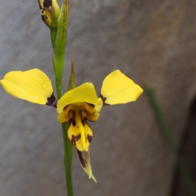 Diuris sulphurea (Tiger Orchid) at Paddys River, ACT - 18 Oct 2015 by KenT