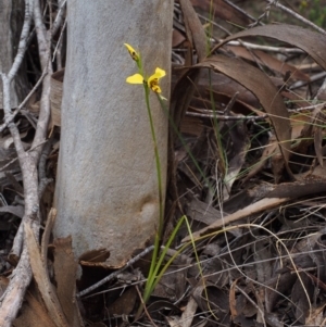 Diuris sulphurea at Paddys River, ACT - 18 Oct 2015