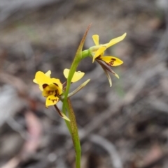 Diuris sulphurea at Paddys River, ACT - 18 Oct 2015