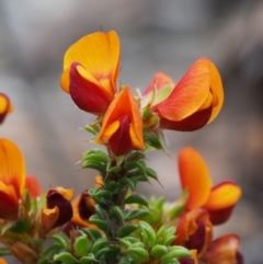 Pultenaea procumbens (Bush Pea) at Paddys River, ACT - 17 Oct 2015 by KenT