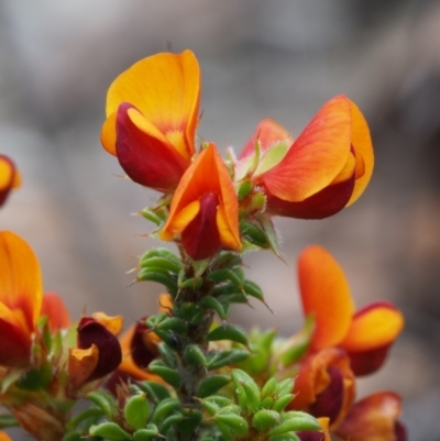 Pultenaea procumbens (Bush Pea) at Paddys River, ACT - 17 Oct 2015 by KenT