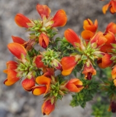 Pultenaea procumbens at Paddys River, ACT - 18 Oct 2015 10:11 AM