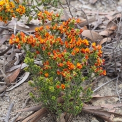 Pultenaea procumbens at Paddys River, ACT - 18 Oct 2015 10:11 AM