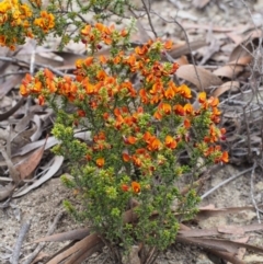 Pultenaea procumbens at Paddys River, ACT - 18 Oct 2015