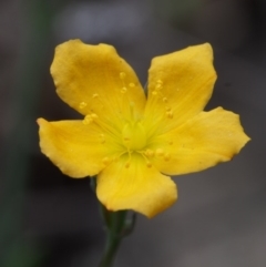 Hypericum gramineum (Small St Johns Wort) at Coree, ACT - 18 Oct 2015 by KenT