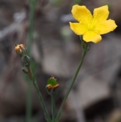 Hypericum gramineum at Coree, ACT - 18 Oct 2015