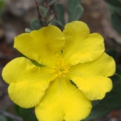 Hibbertia obtusifolia (Grey Guinea-flower) at Coree, ACT - 18 Oct 2015 by KenT