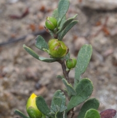 Hibbertia obtusifolia at Coree, ACT - 18 Oct 2015 12:00 PM