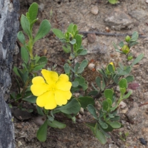 Hibbertia obtusifolia at Coree, ACT - 18 Oct 2015