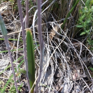 Thelymitra pauciflora at Cook, ACT - suppressed