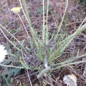 Leucochrysum albicans subsp. tricolor at Jerrabomberra, ACT - 20 Oct 2015 12:51 PM