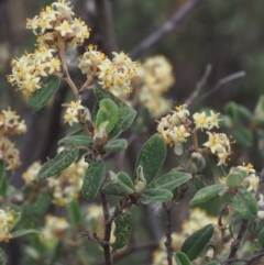 Pomaderris pallida (Pale Pomaderris) at Coree, ACT - 18 Oct 2015 by KenT