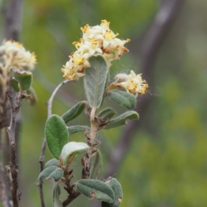 Pomaderris pallida at Coree, ACT - 18 Oct 2015 11:13 AM