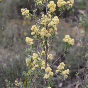 Pomaderris pallida at Coree, ACT - 18 Oct 2015 11:13 AM