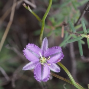 Thysanotus patersonii at Coree, ACT - 18 Oct 2015