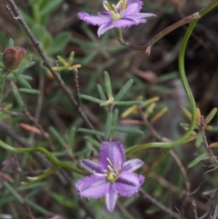 Thysanotus patersonii at Coree, ACT - 18 Oct 2015 11:32 AM