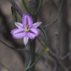 Thysanotus patersonii at Coree, ACT - 18 Oct 2015 11:32 AM