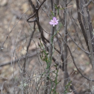 Thysanotus patersonii at Coree, ACT - 18 Oct 2015