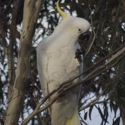 Cacatua galerita (Sulphur-crested Cockatoo) at Tuggeranong Hill - 17 Oct 2016 by michaelb