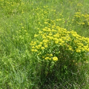 Euphorbia oblongata at Jerrabomberra, ACT - 20 Oct 2015