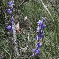 Thelymitra peniculata at Cook, ACT - 20 Oct 2015