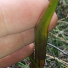 Thelymitra peniculata at Cook, ACT - 20 Oct 2015