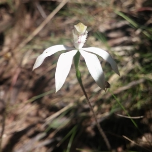 Caladenia moschata at Point 4558 - suppressed