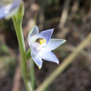 Thelymitra sp. at Aranda, ACT - 20 Oct 2015