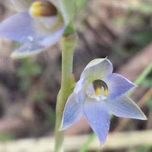 Thelymitra sp. at Aranda, ACT - suppressed