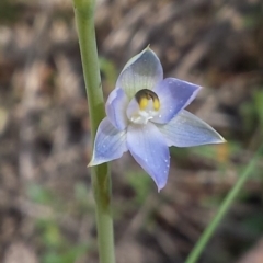 Thelymitra sp. at Aranda, ACT - suppressed