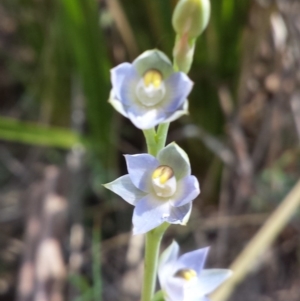 Thelymitra sp. at Aranda, ACT - suppressed