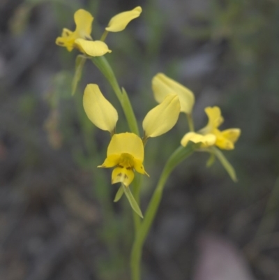 Diuris nigromontana (Black Mountain Leopard Orchid) at Point 4376 - 19 Oct 2015 by ColinMacdonald