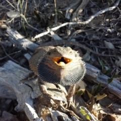 Pogona barbata (Eastern Bearded Dragon) at Canberra Central, ACT - 14 Oct 2015 by MattM