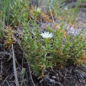 Stellaria pungens at Greenway, ACT - 18 Oct 2015