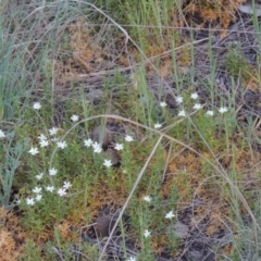 Stellaria pungens at Greenway, ACT - 18 Oct 2015