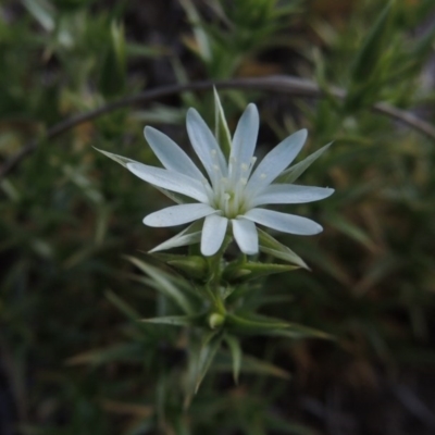 Stellaria pungens (Prickly Starwort) at Conder, ACT - 26 Sep 2015 by MichaelBedingfield