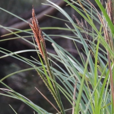 Carex polyantha (A Sedge) at Greenway, ACT - 18 Oct 2015 by michaelb