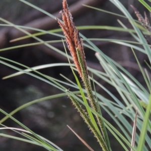 Carex polyantha at Greenway, ACT - 18 Oct 2015 07:34 PM