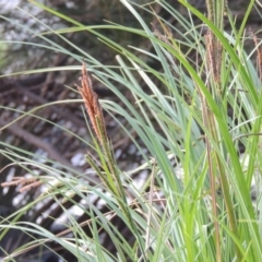 Carex polyantha at Greenway, ACT - 18 Oct 2015 07:34 PM