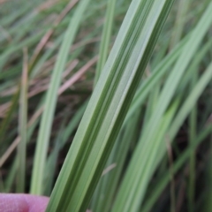 Carex polyantha at Greenway, ACT - 18 Oct 2015 07:34 PM