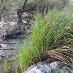 Carex polyantha at Greenway, ACT - 18 Oct 2015 07:34 PM