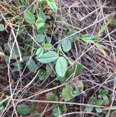 Zornia dyctiocarpa var. dyctiocarpa (Zornia) at Hume, ACT - 20 Oct 2015 by RichardMilner