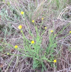 Calotis lappulacea (Yellow Burr Daisy) at Hume, ACT - 20 Oct 2015 by RichardMilner