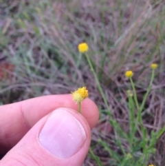 Calotis lappulacea at Hume, ACT - 21 Oct 2015