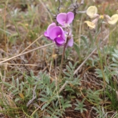 Swainsona sericea (Silky Swainson-Pea) at Hume, ACT - 21 Oct 2015 by RichardMilner