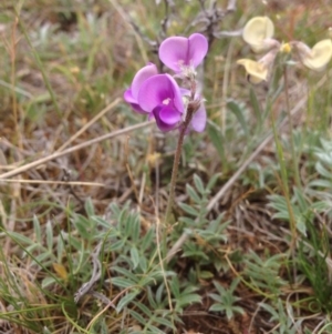 Swainsona sericea at Hume, ACT - 21 Oct 2015 12:57 PM