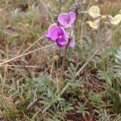 Swainsona sericea (Silky Swainson-Pea) at Hume, ACT - 21 Oct 2015 by RichardMilner