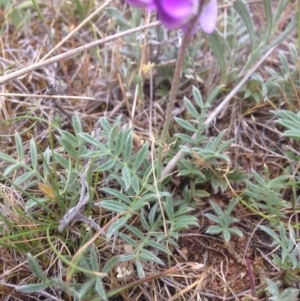 Swainsona sericea at Hume, ACT - 21 Oct 2015 12:57 PM